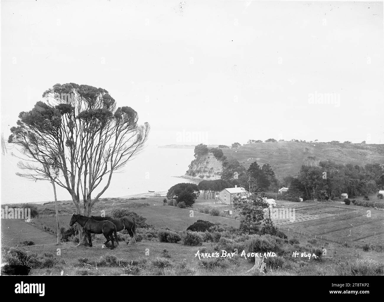 The bay tree Black and White Stock Photos & Images Alamy